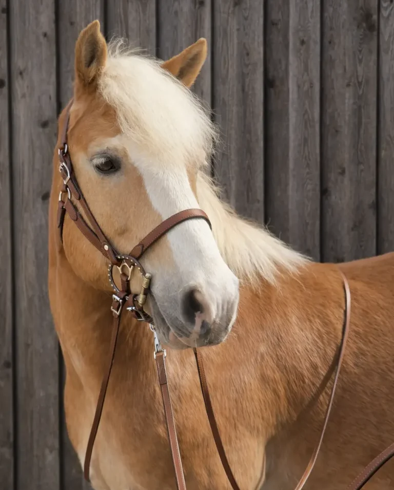 Weggefährte Halfter-Zaum-System aus Leder in Halbprofil