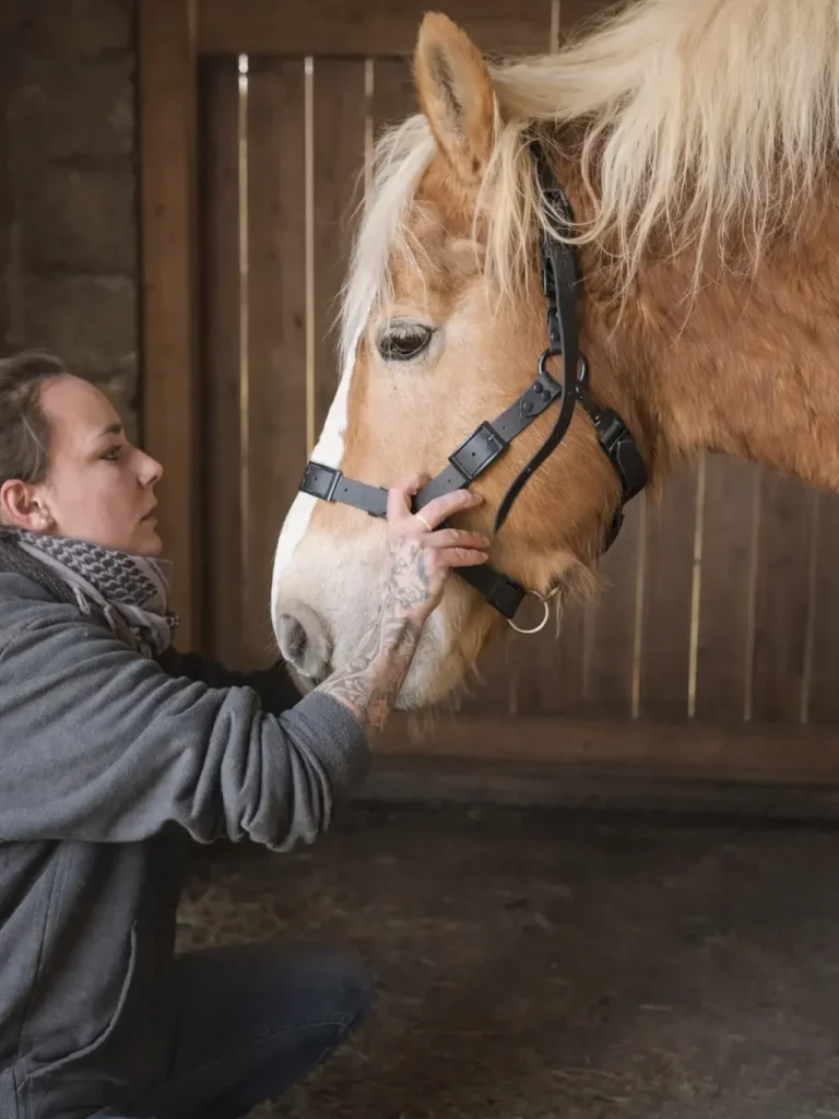 Anpassung eines Lederhalfters am Pferdekopf in der Sattlerwerkstatt