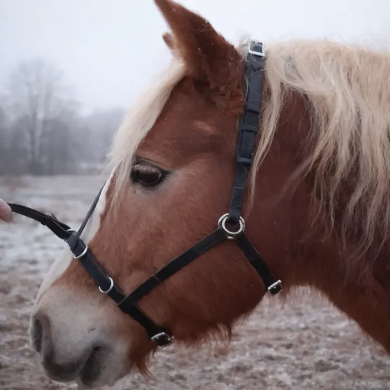 Arbeitsleine für den Alleskönner Lederkappzaum