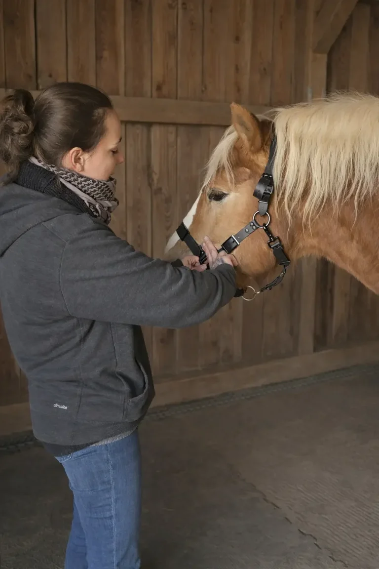 Sitz des Nasenriemens wird am Pferd kontrolliert