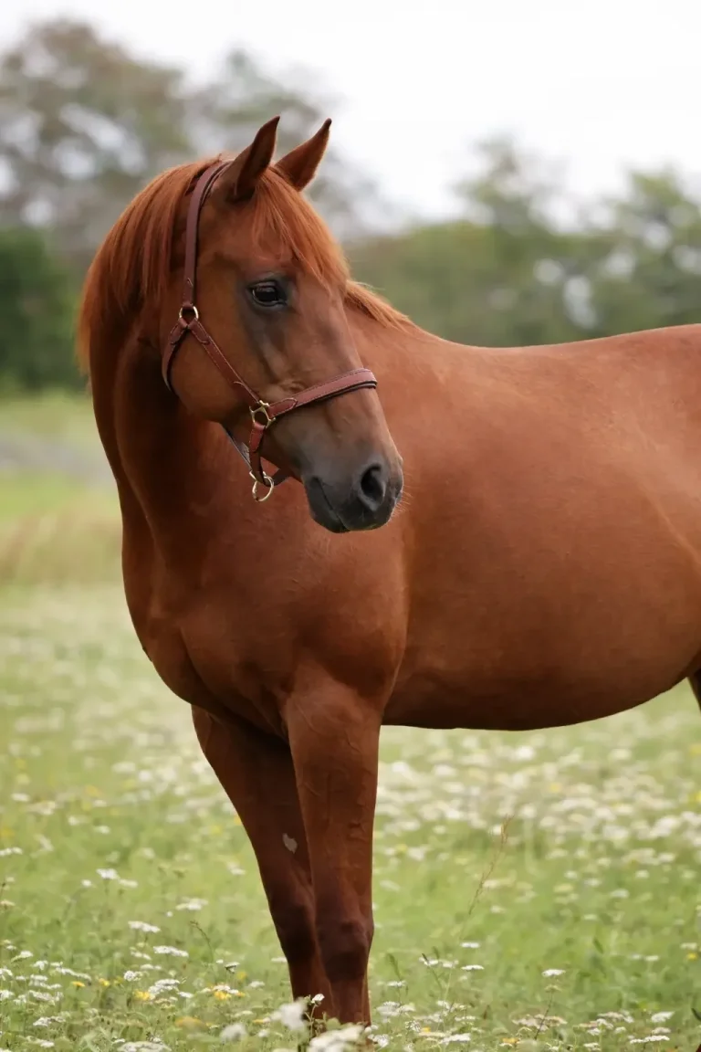 maßgefertigtes Lederhalfter mit gepolstertem Nasen- und Genickriemen am Pferd