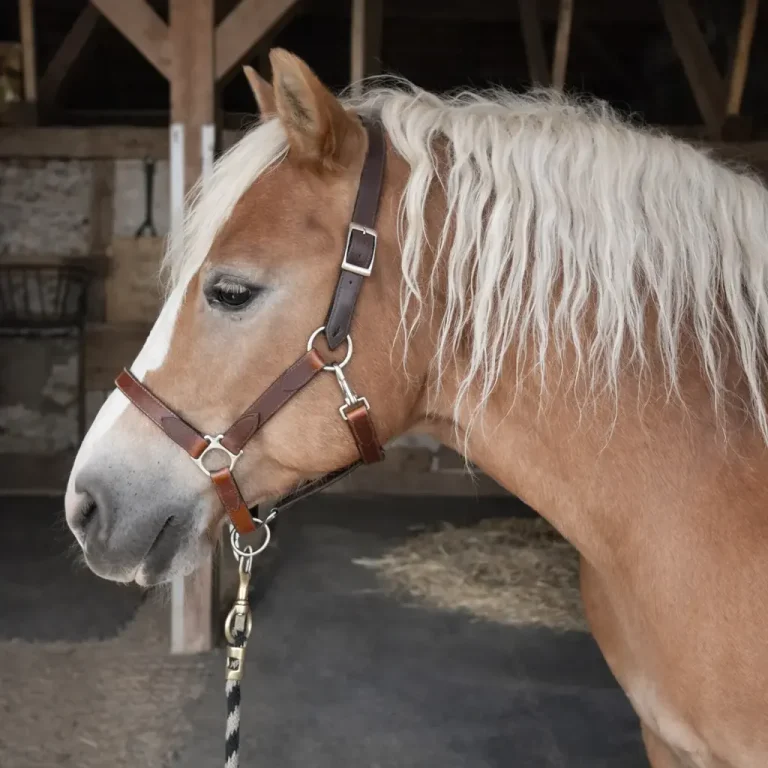 maßgefertigtes Lederhalfter am Pferd