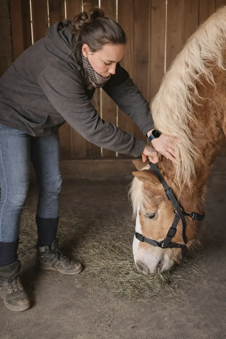 Kopfbewegung des Pferdes wird mit angepasstem Halfter geprüft