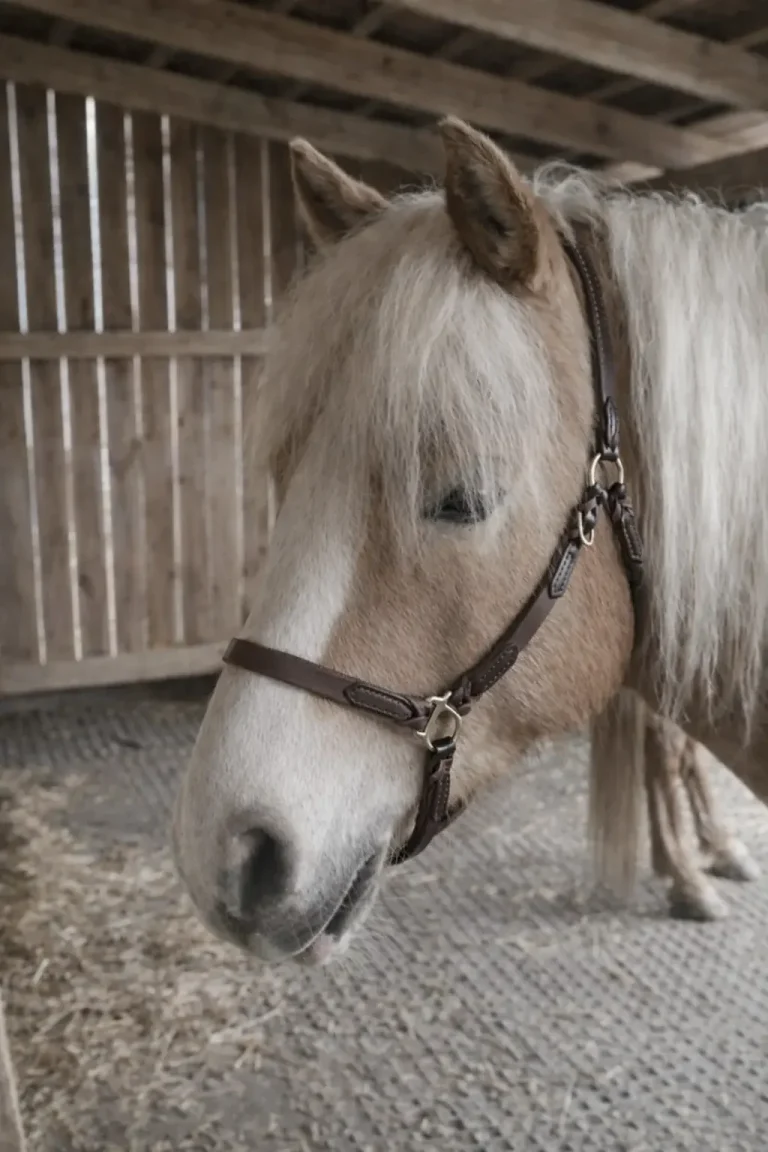 maßgefertigtes Lederhalfter mit Latigo-Verflechtung am Pferd