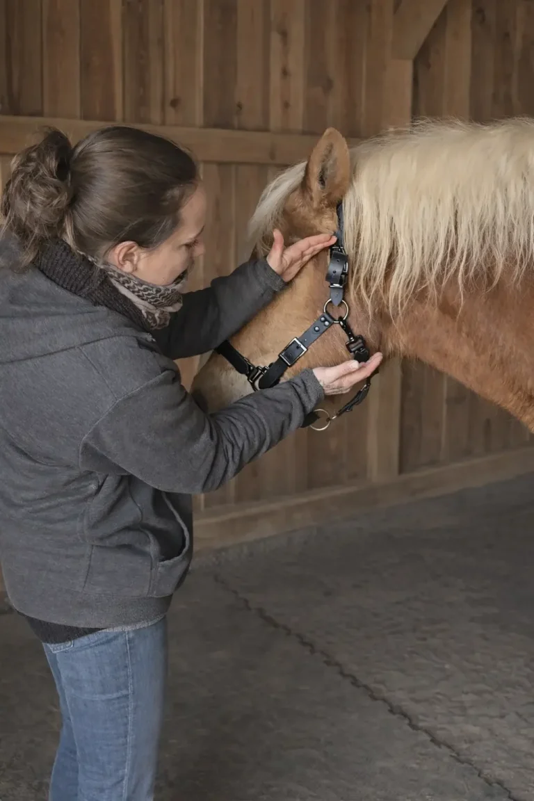 Position des O-Rings am Halfter wird am Pferd eingestellt